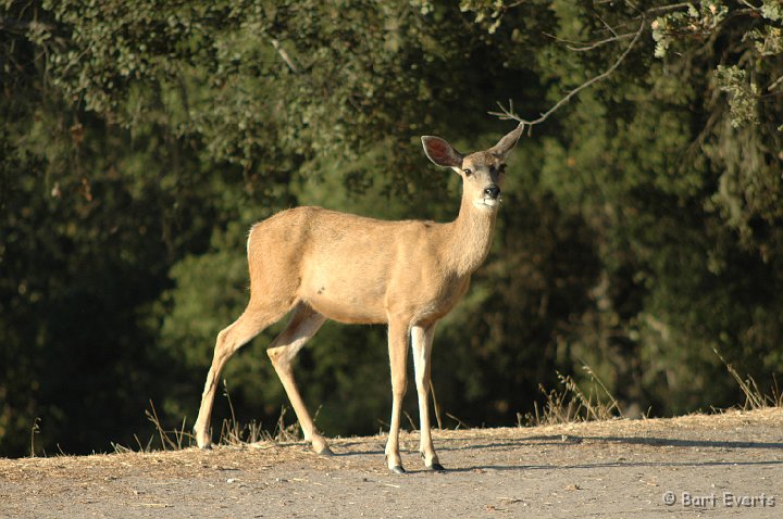 DSC_1868.JPG - White-tailed deer
